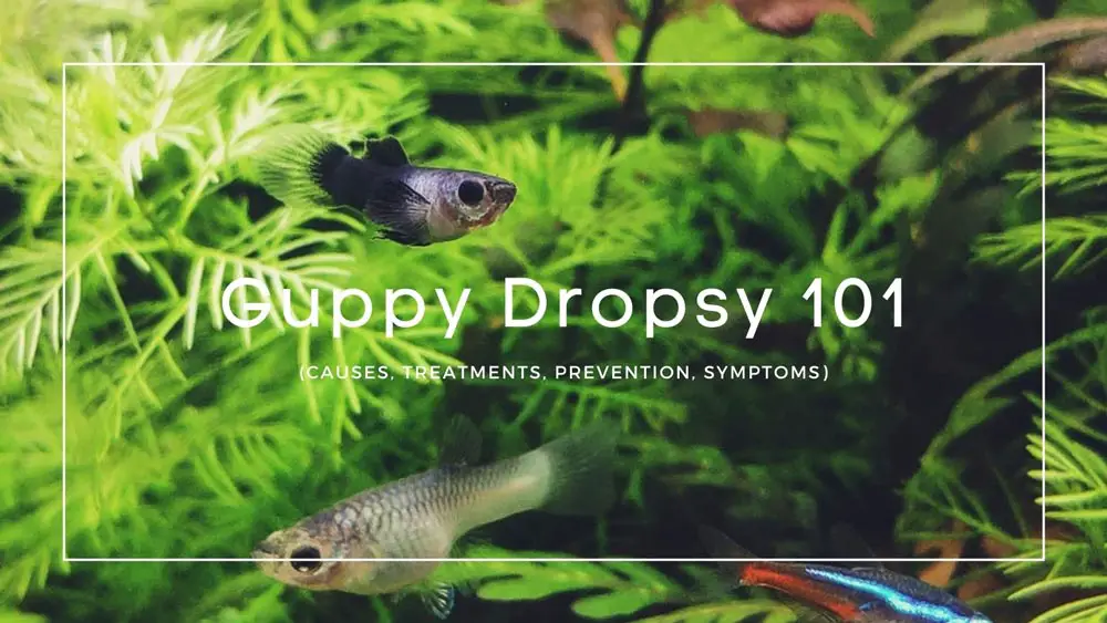 Guppy Dropsy