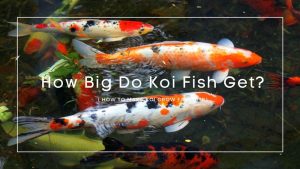 How Big Do Koi Fish Get