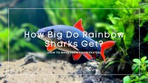 How Big Do Rainbow Sharks Get