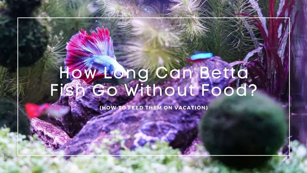 How Long Can Betta Fish Go Without Food? (How to Feed Betta on Vacation)