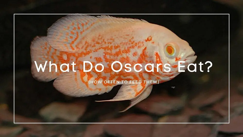 What Do Oscars Eat? (& How Often to Feed Them)