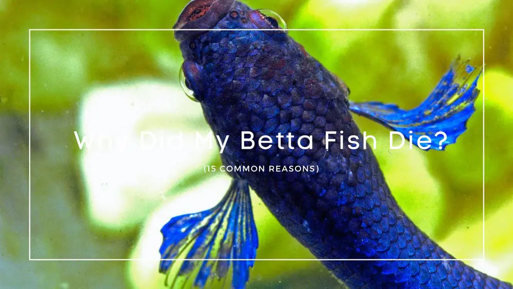 Why Did My Betta Fish Die