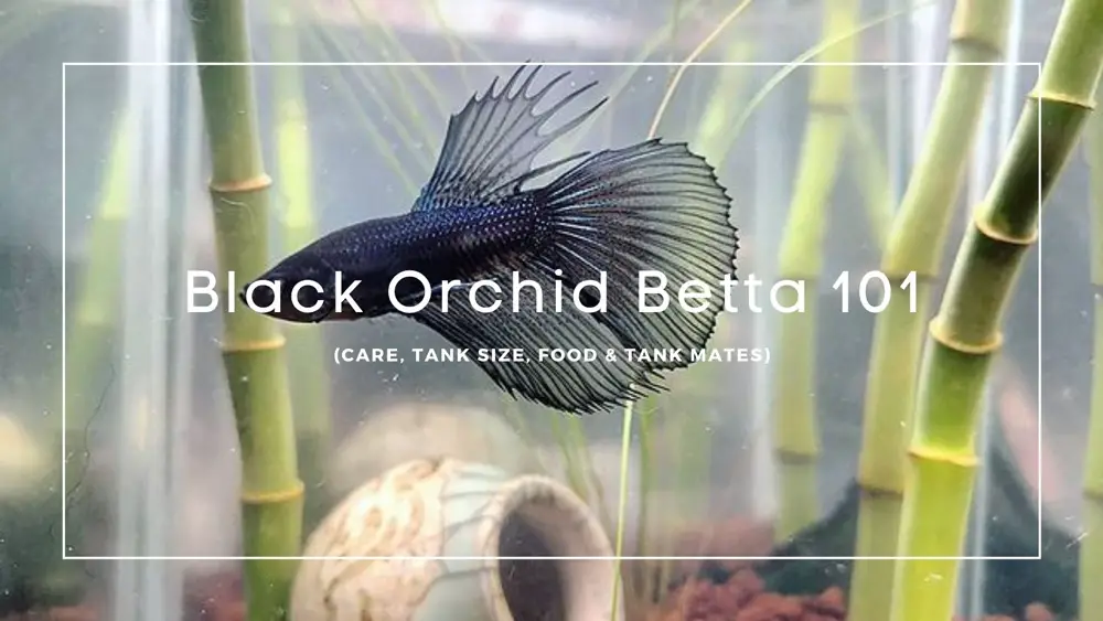 Black Orchid Betta