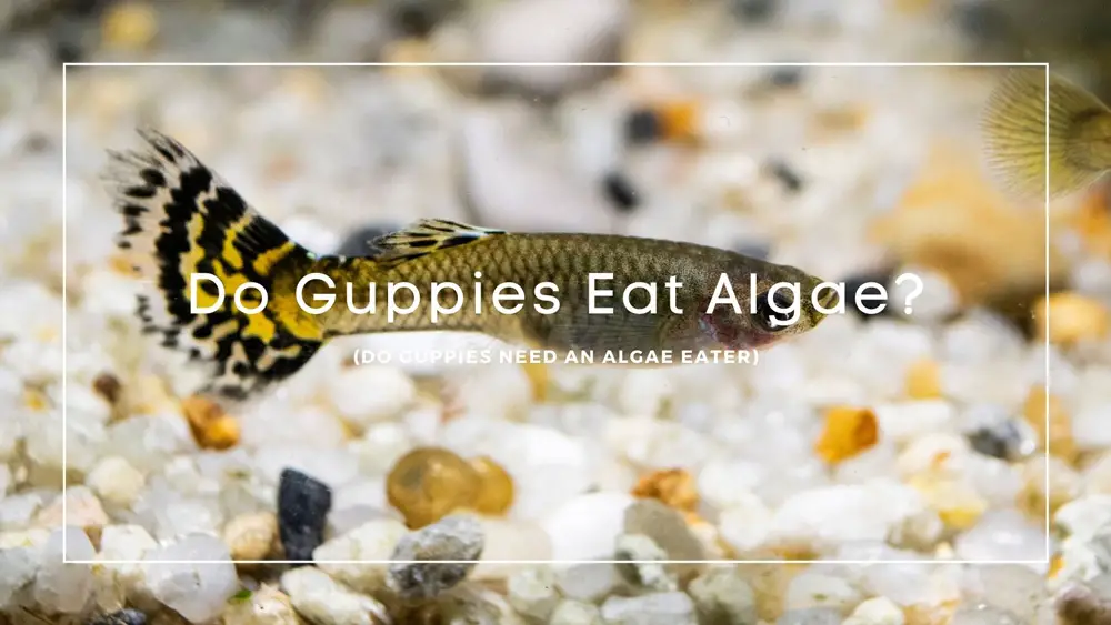 Do Guppies Eat Algae