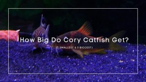 How Big Do Cory Catfish Get