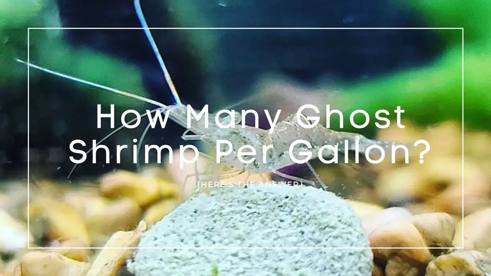 How Many Ghost Shrimp Per Gallon