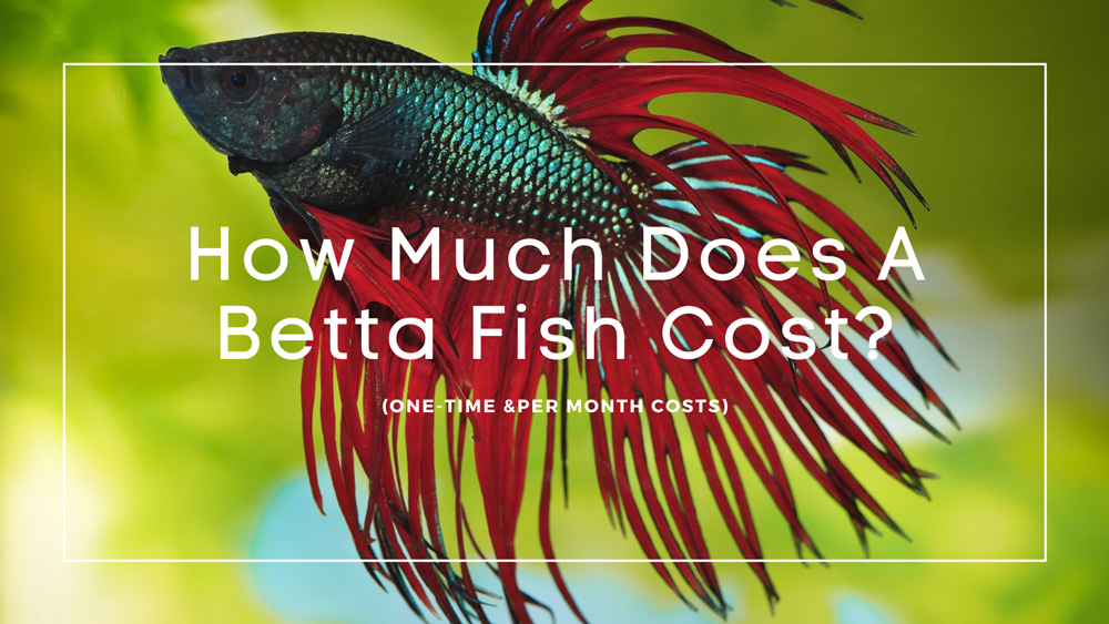 How Much Does A Betta Fish Cost?(One-Time &Per Month Costs)