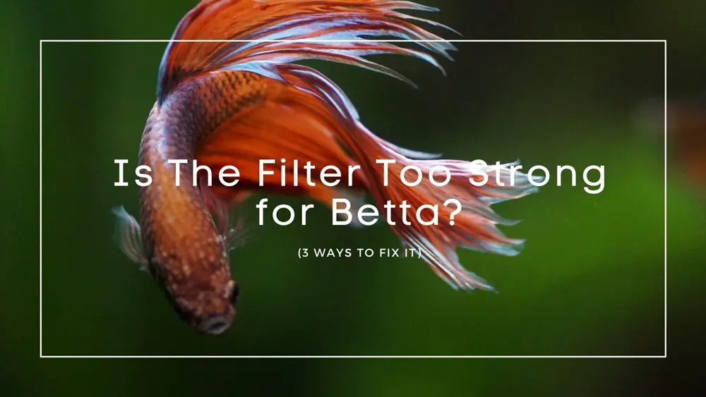 Is The Filter Too Strong for Betta
