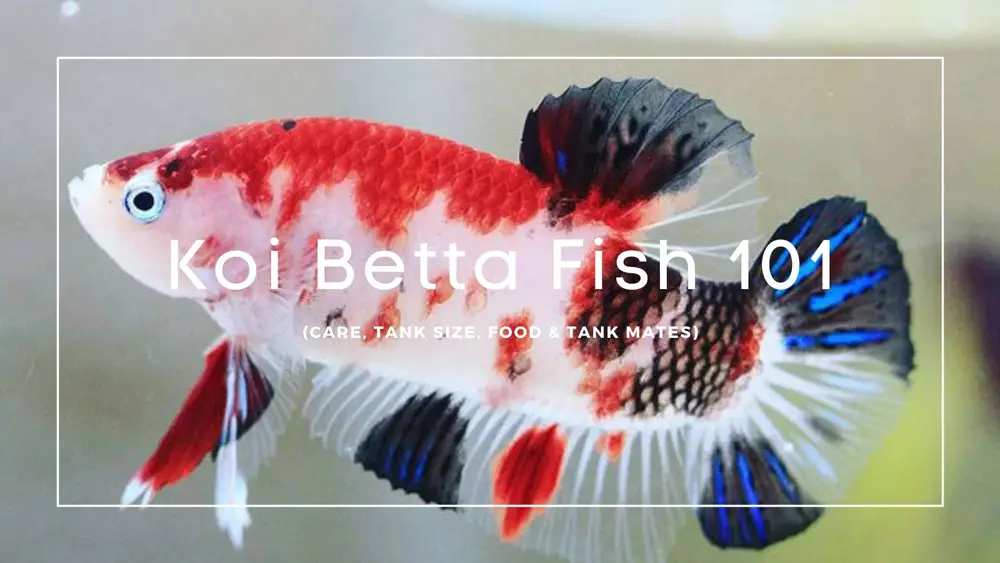 Koi Betta fish