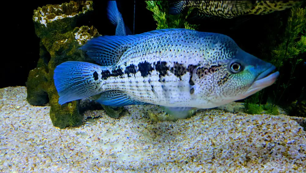 male wolf Cichlid