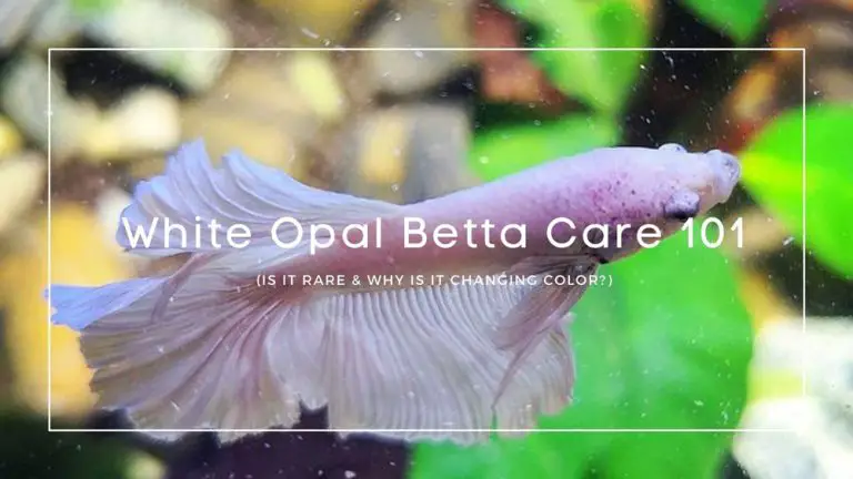 White Opal Betta