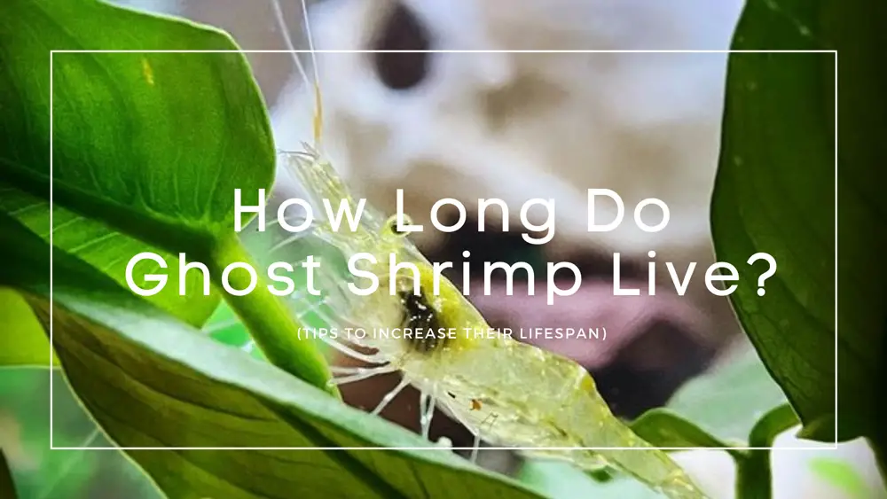 how long do ghost shrimp live