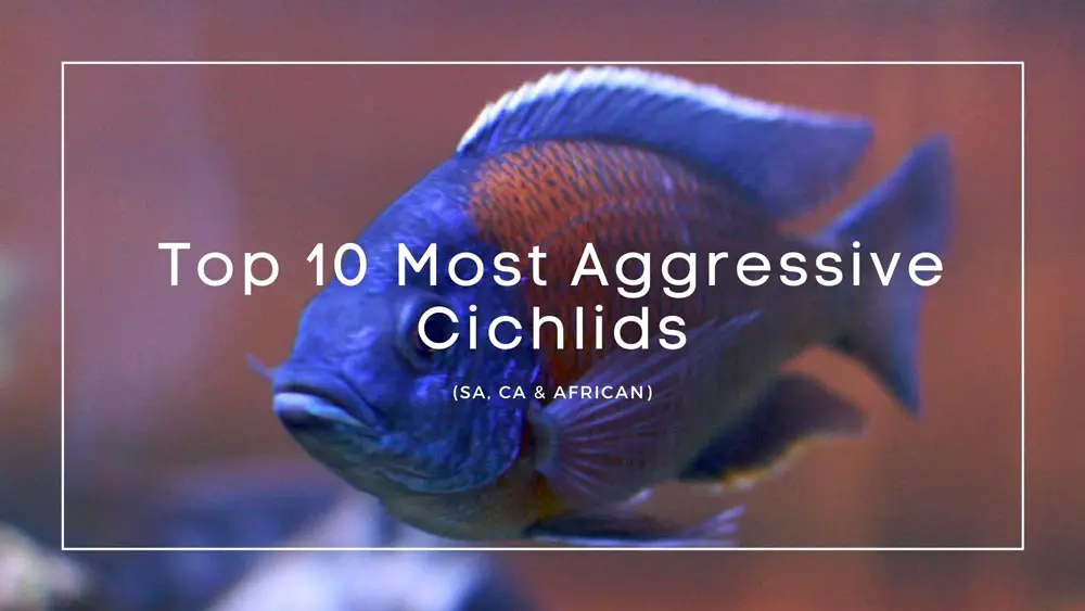 most aggressive cichlids