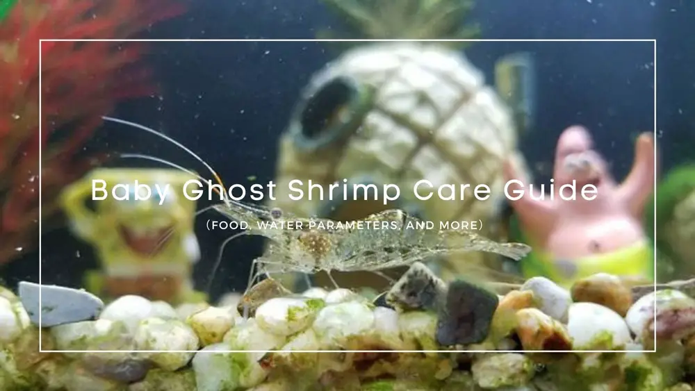 Baby Ghost Shrimp