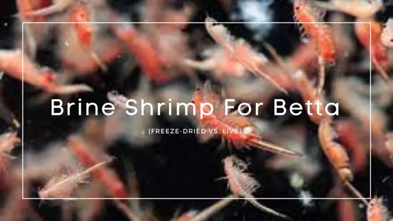 Brine Shrimp For Betta