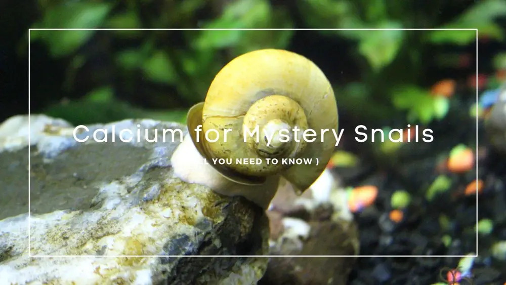 Calcium for Mystery Snails