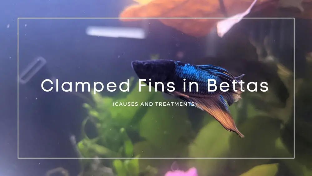 Clamped Fins in Bettas