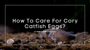 Cory-Catfish-Eggs