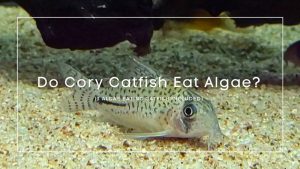 Do Cory Catfish Eat Algae