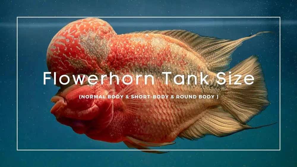 Flowerhorn Tank Size