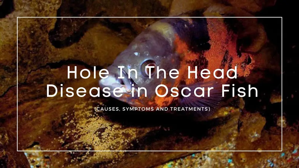 Hole In The Head Disease in Oscar Fish