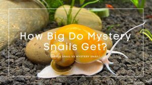 How Big Do Mystery Snails Get