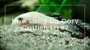 How Long Do Cory Catfish Live