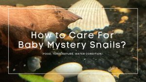 How to Care For Baby Mystery Snails