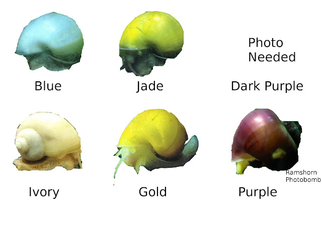 Basic Colors of Mystery Snail