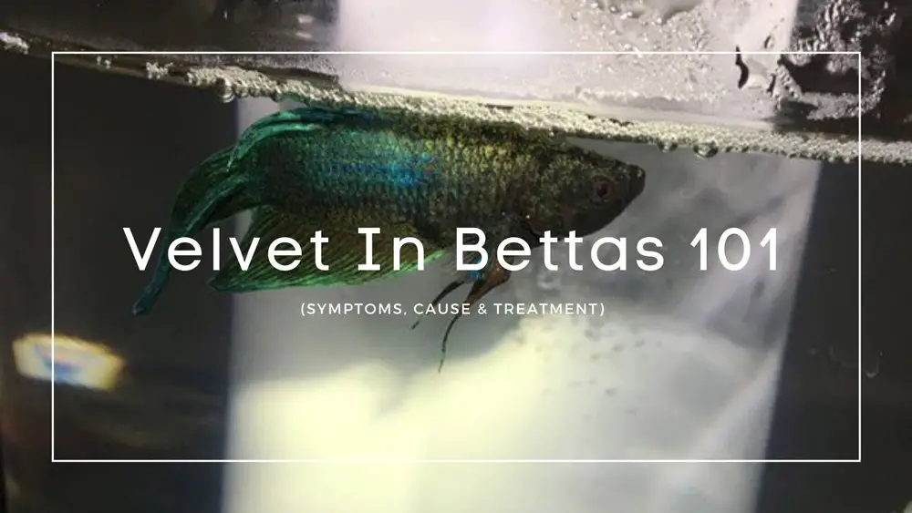 Velvet In Bettas