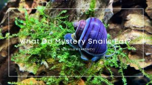 What Do Mystery Snails Eat