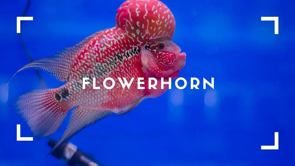 flowerhorn