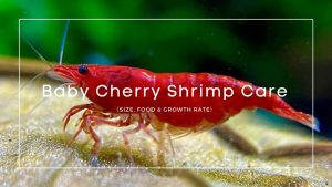 Baby Cherry Shrimp