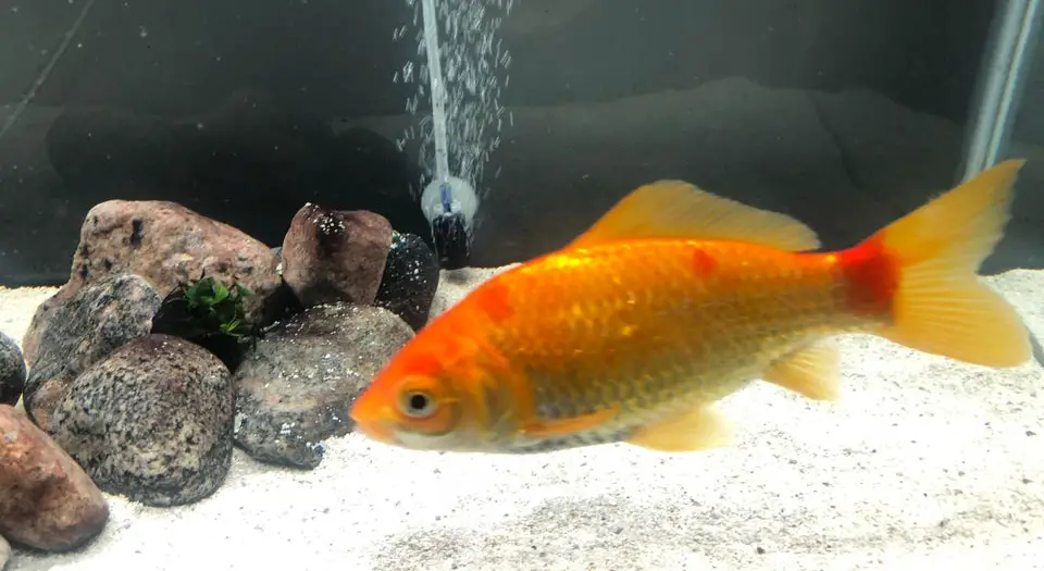 Red Spots On Goldfish picture