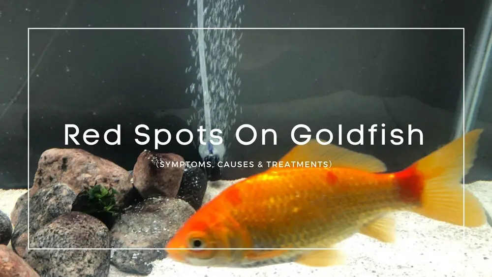 Red Spots On Goldfish