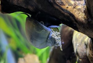 Mystery Snail Poop: Are They Eggs or Just Poop?