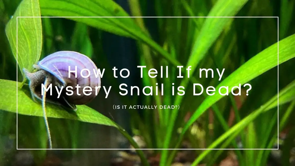 dead mystery snail