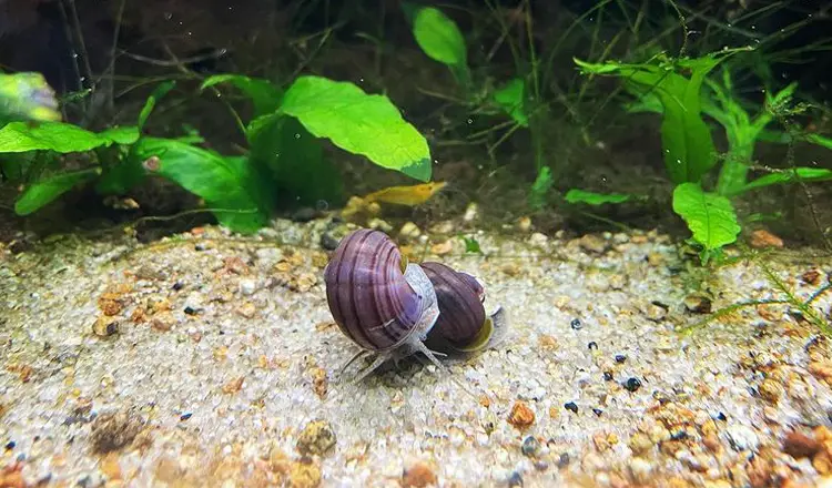 how to tell if a mystery snail is dead