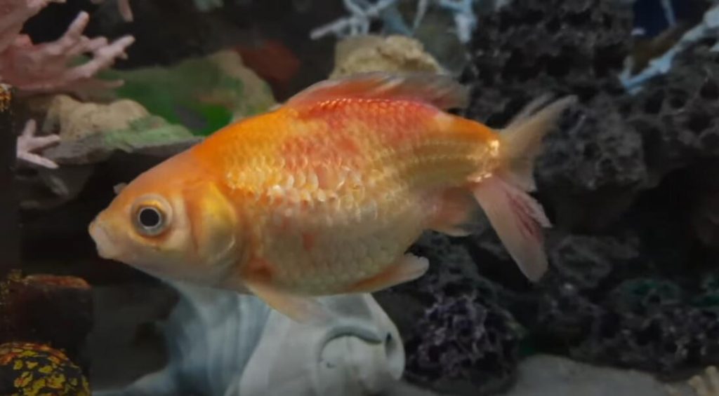 Nanoblock #225 Popeyed Goldfish Red 