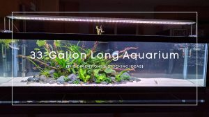 33 gallon long aquarium