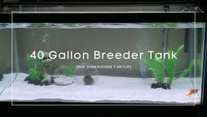 40 gallon breeder tank