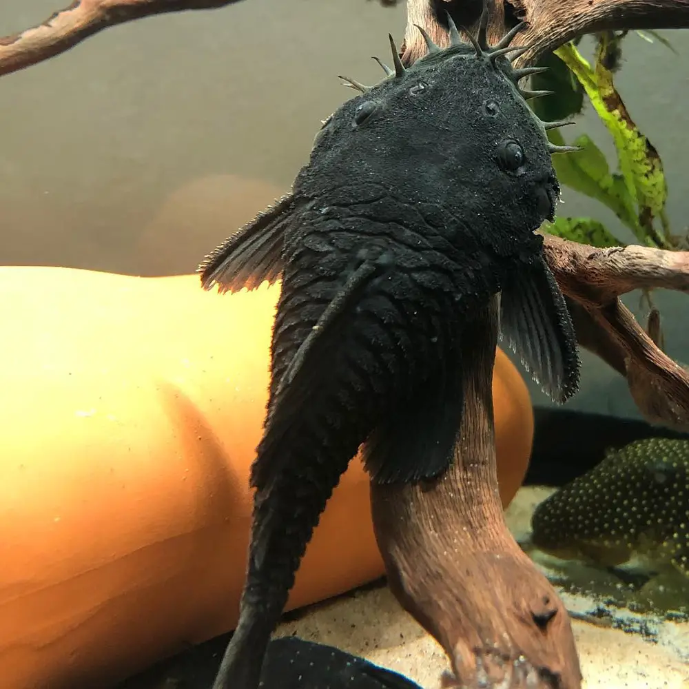 a very beautiful female Ancistrus ranunculus (medusa pleco)