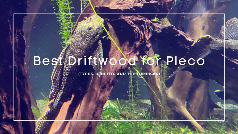 Best Driftwood for Pleco