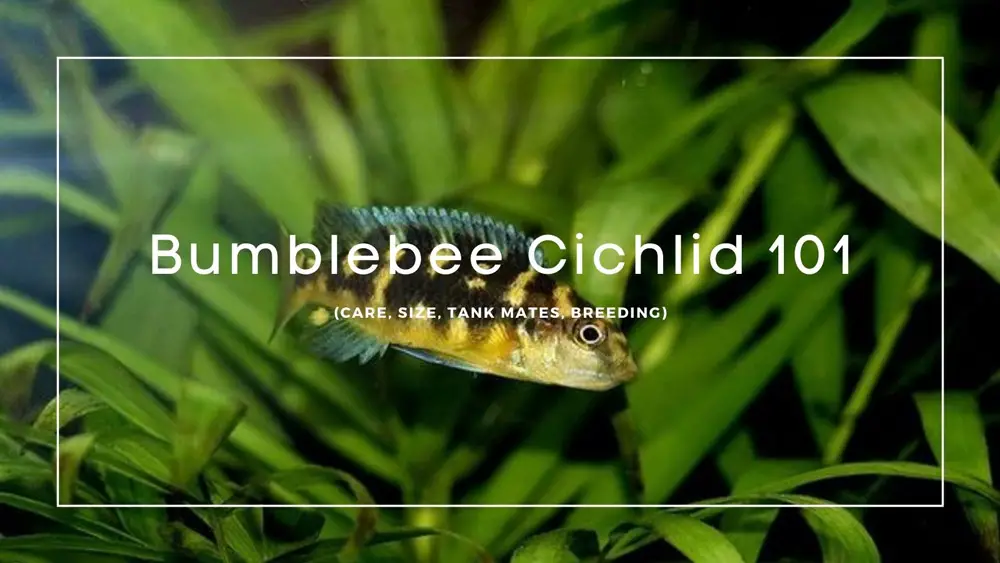 bumblebee cichlid