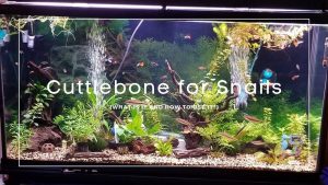 Cuttlebone-For-Snails
