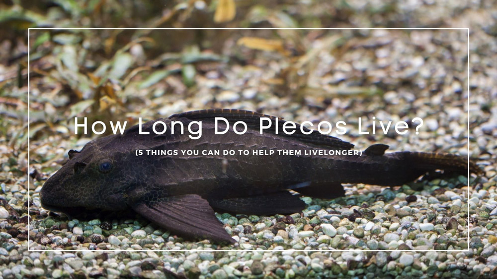 How Long Do Plecos Live