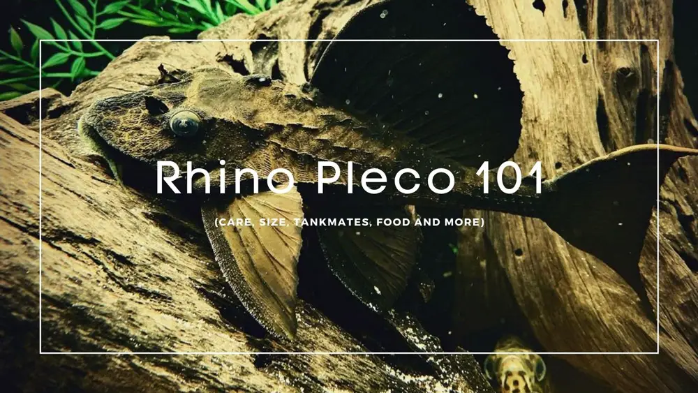Rhino Pleco