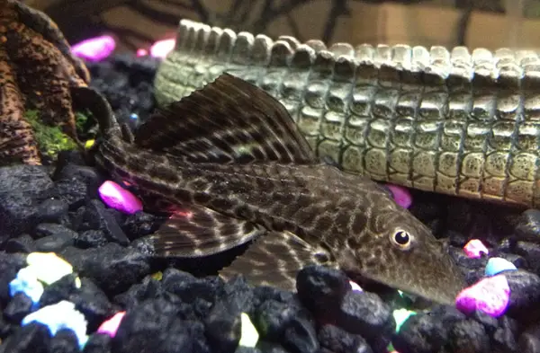 Pleco is lying on bottom and gasping