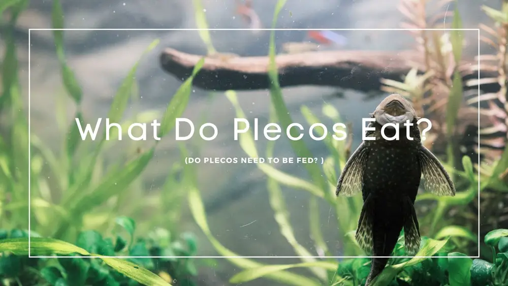 What Do Plecos Eat
