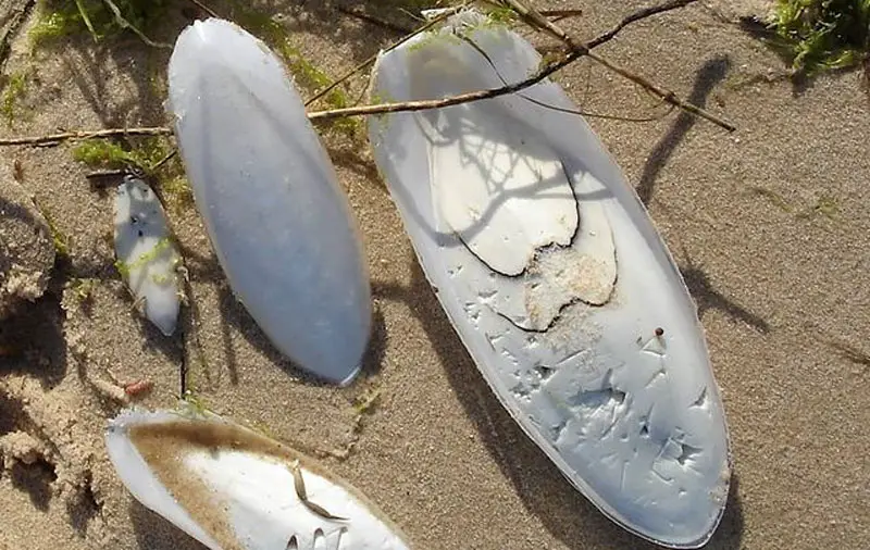 What Is a Cuttlebone for Snails